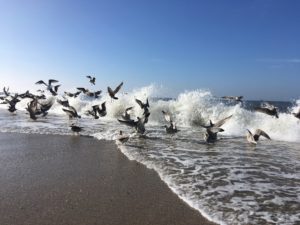 A flock of seagulls playing in the waves Wenningstedt- Braderup, Sylt