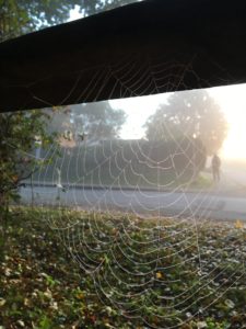 Spider web in the morning sun Photo by Mathilde Berry
